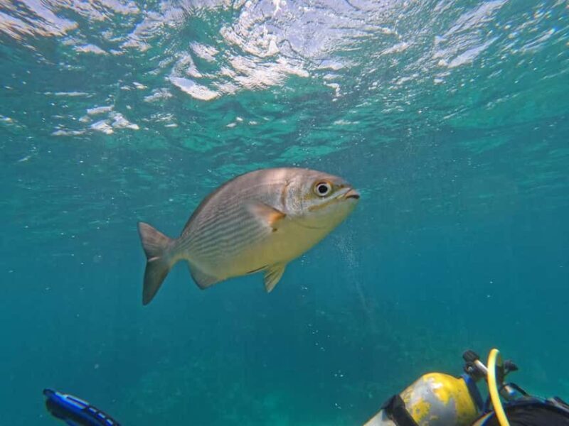 Punta Cana: Scuba Doo Adventure with Round-Trip Transfer - The Marine Environment You’ll Encounter