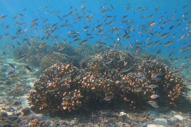 Punta Cana Speed Boat Tour and Snorkeling - An In-Depth Look at the Experience