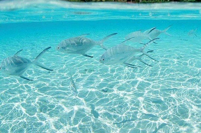 Punta Cana Speed Boat Tour and Snorkeling - FAQs