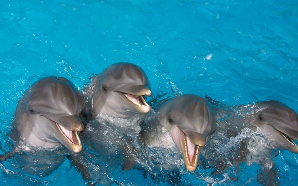 Punta Cana: Swim With Dolphins in the Pool - Activity Duration and Group Size