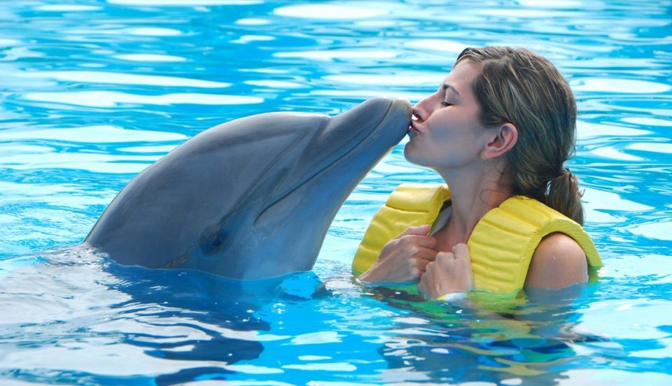 Punta Cana: Swim With Dolphins in the Pool - Transportation and Inclusions