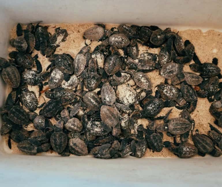 Punta Cana: VIP Private Speedboat Escape to Saona Island - Snorkeling at Canto de la Playa