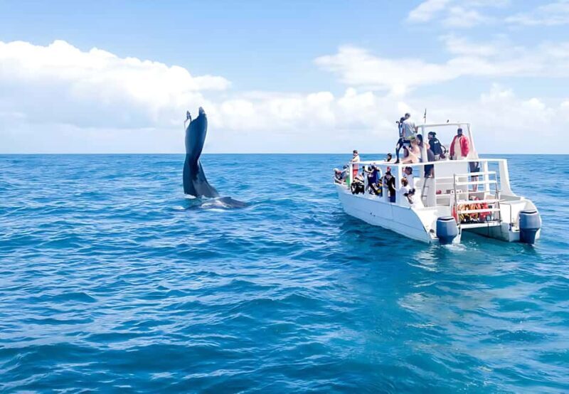 Punta Cana: Whale Watching and Bacardi Island Day Trip - Key Points