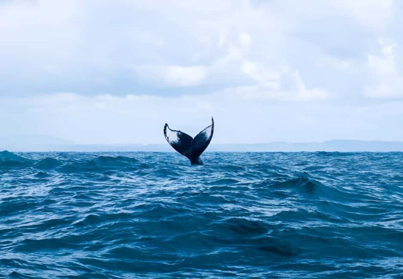 Punta Cana: Whale Watching and Bacardi Island Day Trip - An In-Depth Look at the Tour