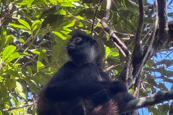 Punta Laguna Adventure with Mayan Ceremony - Key Points