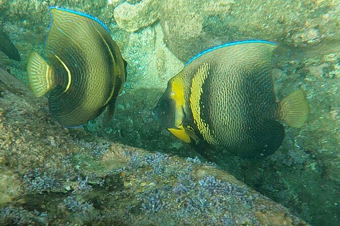 Punta Mita Fishing Experience and Snorquel at Secluded Reefs - Who Should Consider This Tour?