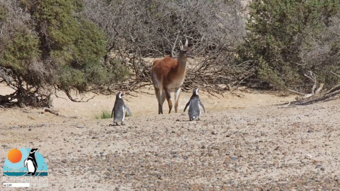 Punta Tombo: Shore Excursion for Cruise Passengers - Customer Testimonials
