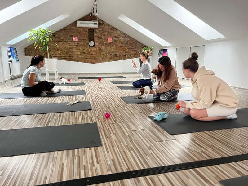 Puppy Yoga in Riga - The Itinerary: From Meeting to Mellow