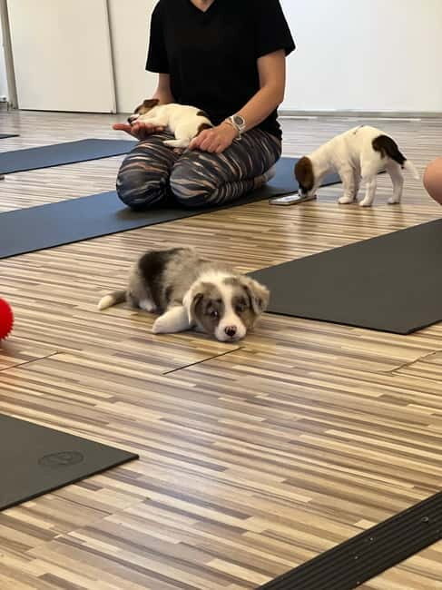 Puppy Yoga in Riga - Real Traveler Insights
