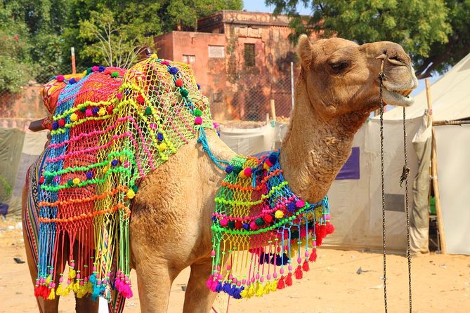 Pushkar Day Trip From Jaipur - Key Points
