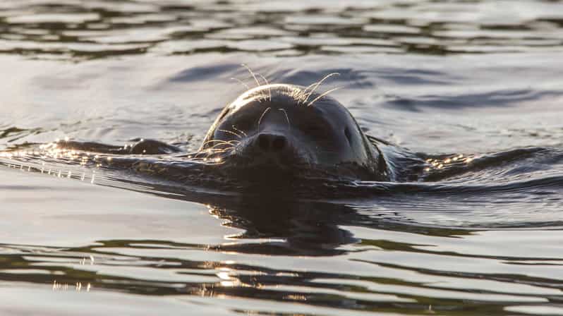 Puumala: Lake Saimaa Seal Watching Cruise - The Sum Up: Why You Should Consider This Seal Watching Cruise