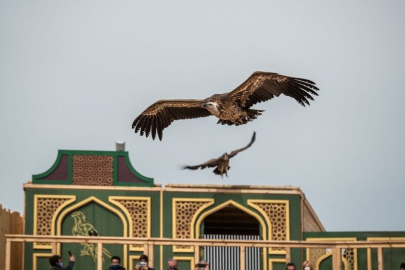 Puy du Fou España Entry Ticket - Pricing and Value for Money