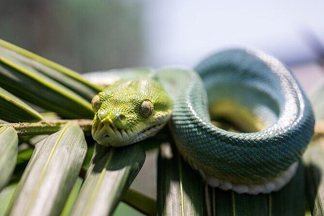 PVT Guided Tour: Sydney Opera House and Featherdale Wildlife Park - Breaking Down the Itinerary