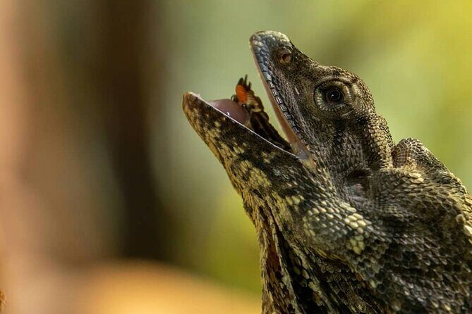 PVT Guided Tour: Sydney Opera House and Featherdale Wildlife Park - What Really Sets This Tour Apart