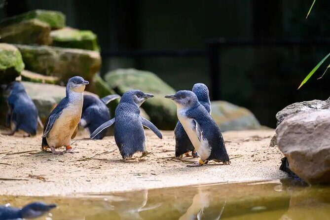 PVT Guided Tour: Sydney Opera House and Featherdale Wildlife Park - Price and Value Analysis