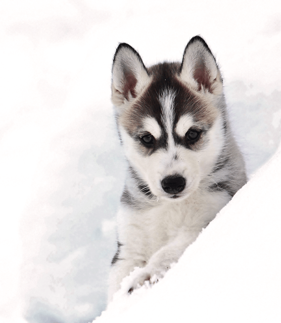 Pyhätunturi: Husky Safari including Farm Visit - An In-Depth Look at the Husky Safari Experience