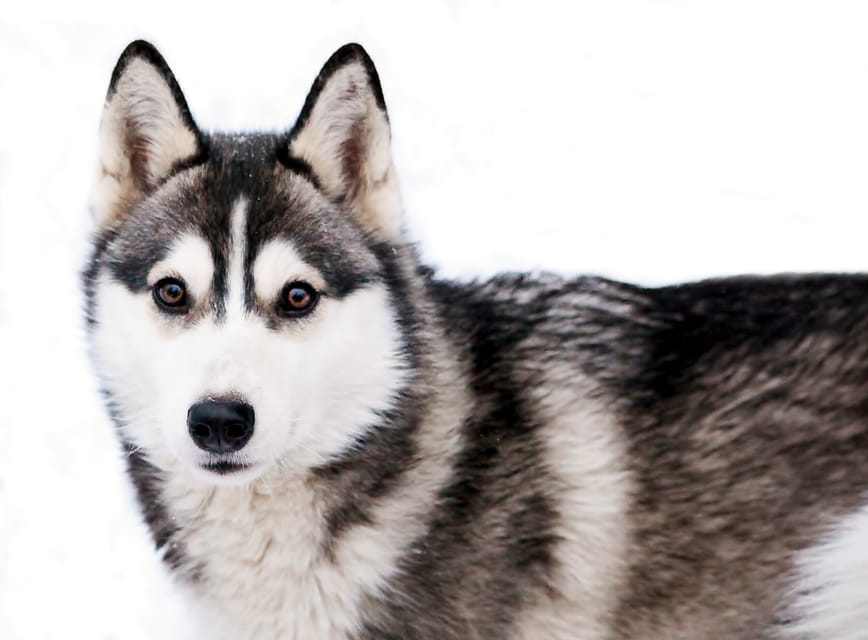 Pyhätunturi: Husky Safari including Farm Visit - The Sum Up