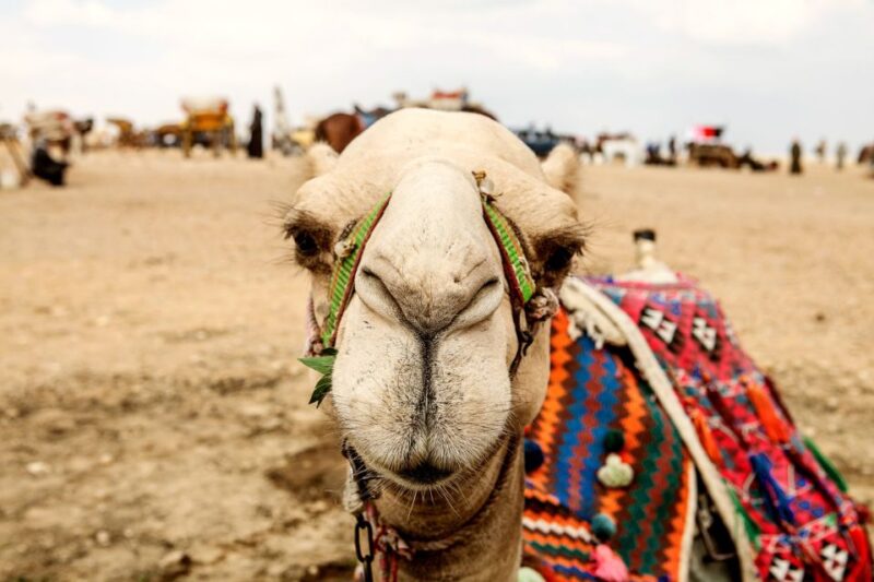 Pyramids of Giza and Great Sphinx: Private Half-Day Tour - Important Information