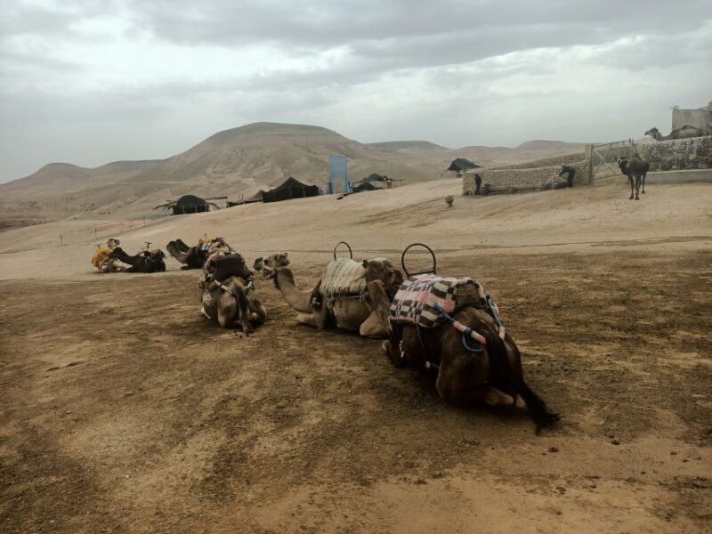 Quad Bike, Camel Ride & Hammam Massage - Immersive Camel Ride Experience