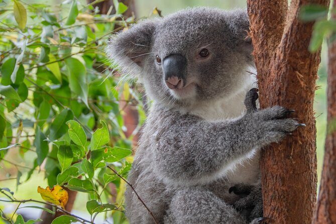 Quad Biking, Koalas and Kangaroos - Private Tour - What Travelers Are Saying