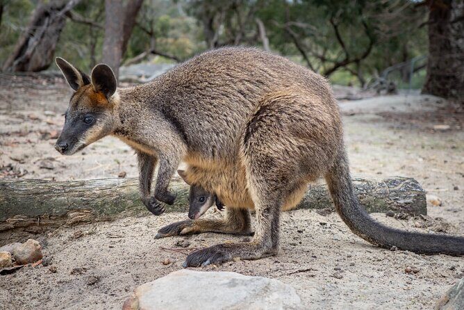 Quad Biking, Koalas and Kangaroos - Private Tour - Who Should Consider This Tour?