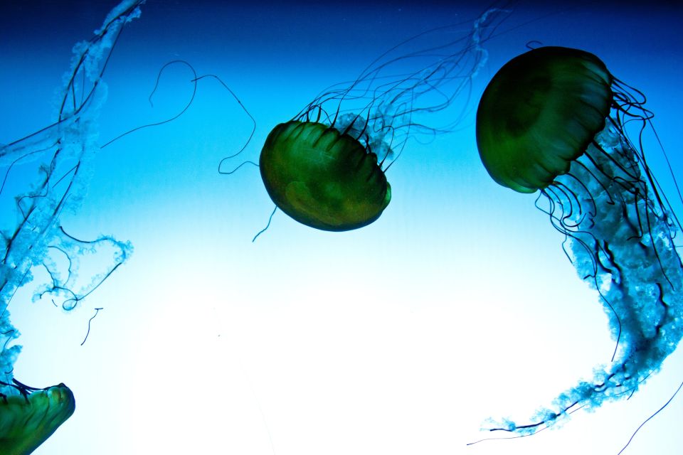 Quebec: Aquarium of Quebec Entry Ticket - Ticket Pricing and Reservations