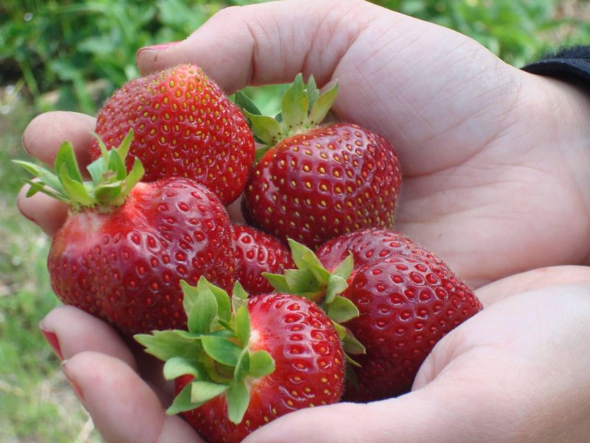 Quebec City - Agricultural Walking Tour on Orleans Island - Key Points