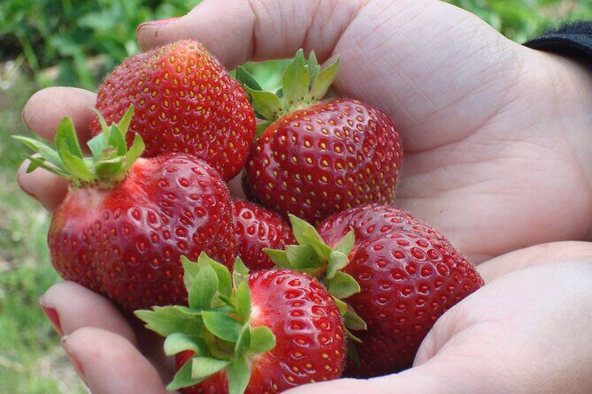 Quebec City - E-Tandem Rental on Ile d'Orléans - FAQ