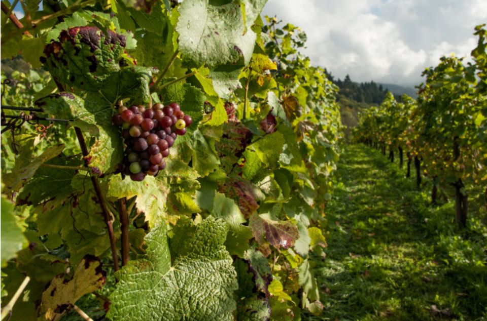 Quebec City: Island of Orleans Wine Tour - Vineyards on Île Dorléans