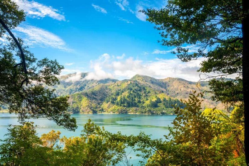 Queen Charlotte Track: Cruise & Self-Guided Hike from Picton - Who Should Consider This Tour?