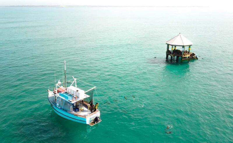 Queenscliff: 1.5hr Harbour Wildlife Sightseeing Cruise Tour - An In-Depth Look at the Queenscliff Harbour Wildlife Cruise  