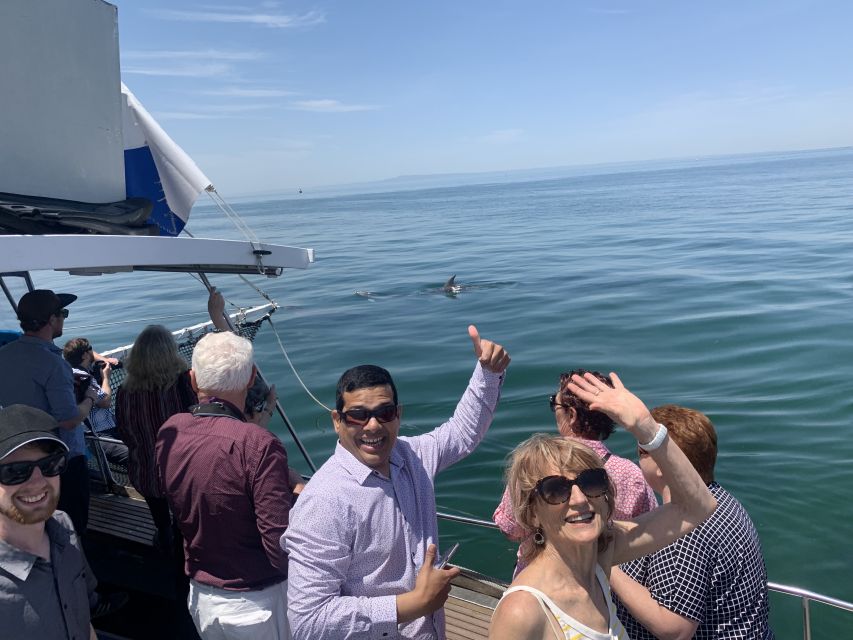 Queenscliff Harbour: 1.5hr Wildlife Sightseeing Tour - Meeting Point