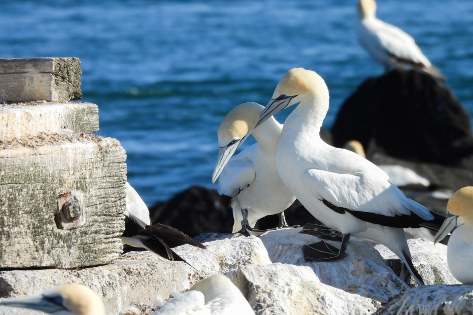 Queenscliff Harbour: 1.5hr Wildlife Sightseeing Tour - Important Information