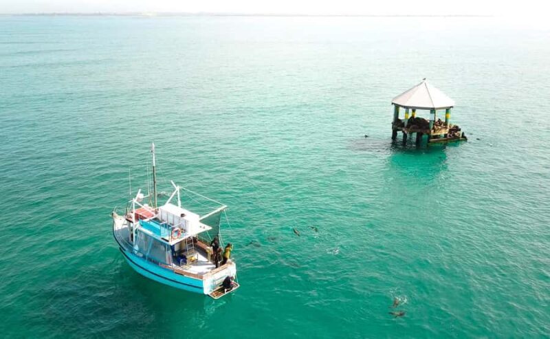 Queenscliff Harbour: 3.5hr Seal & Dolphin Snorkelling Tour - Key Points