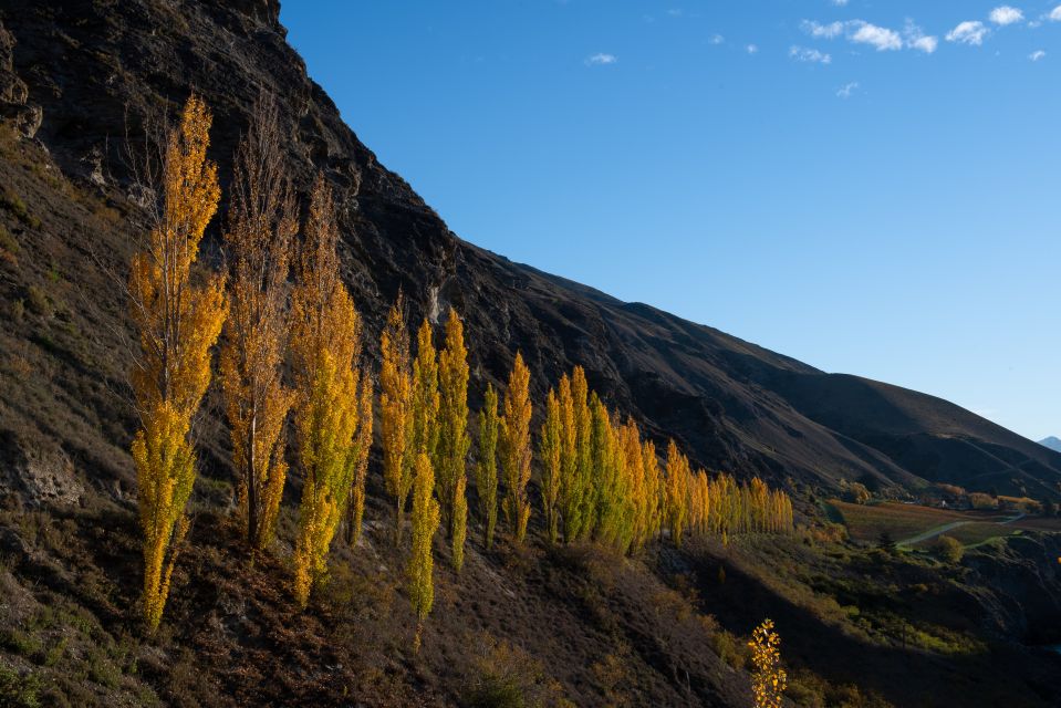Queenstown: Afternoon Brewery Tour With Lunch - Important Guidelines