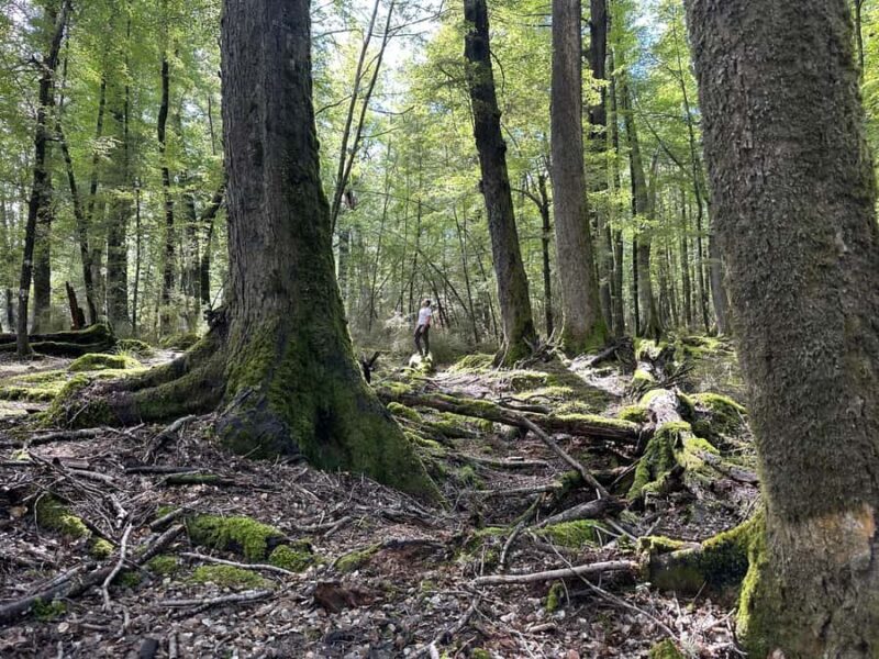 Queenstown: Glenorchy Private Tour with Hotel Pickup - Key Points