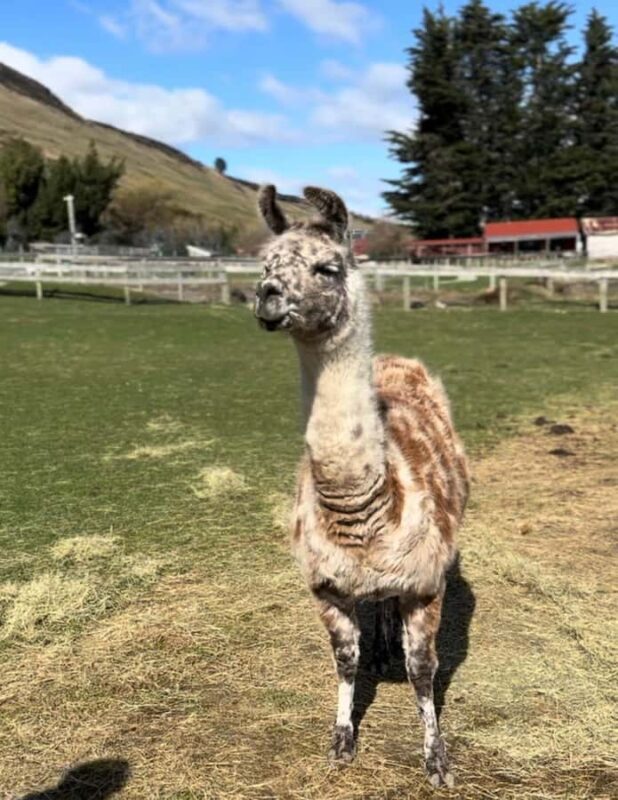 Queenstown: Glenorchy Private Tour with Hotel Pickup - What Travelers Say: Authentic Perspectives