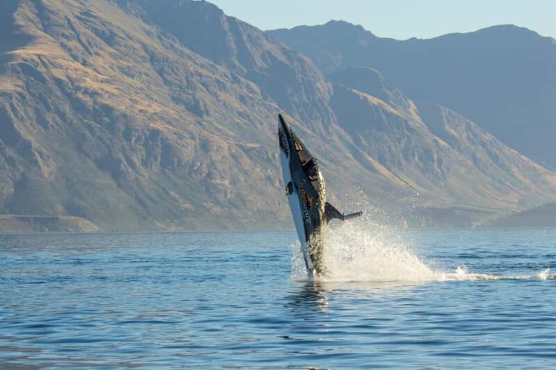 Queenstown: Hydro Attack Shark Ride - Key Points