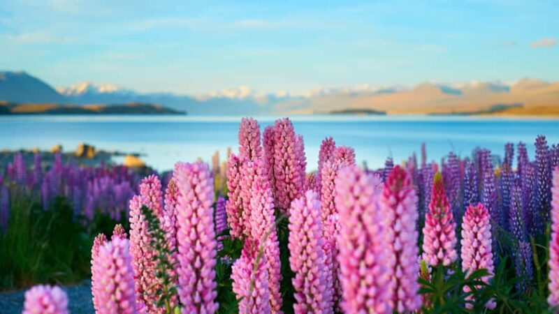 Queenstown: Private Day Trip to Lake Tekapo, Pukaki & More - A Practical Introduction to the Experience
