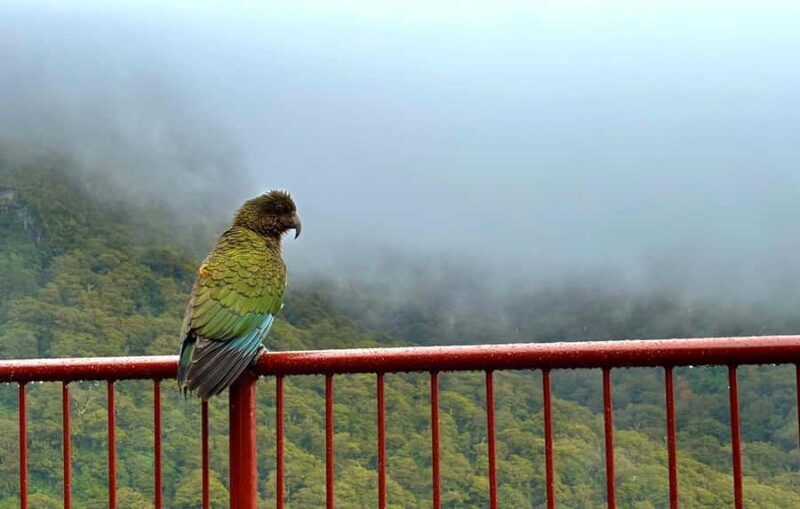 Queenstown to Te Anau via Milford Sound inc Cruise & Lunch - What Makes This Tour Stand Out