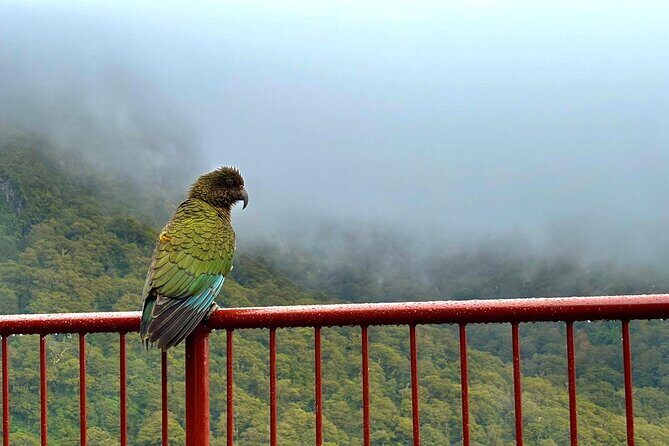 Queenstown to Te Anau via Milford Sound inc Cruise & Lunch - The Sum Up