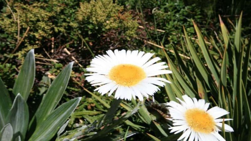 Queenstown to Tekapo Small Group Tour One Way - An In-Depth Look at the Tour Experience