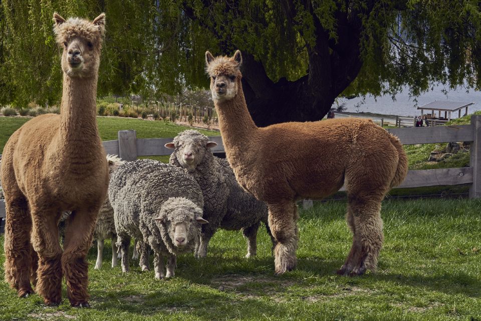 Queenstown: TSS Earnslaw Cruise and Walter Peak Farm Tour - Tour Highlights