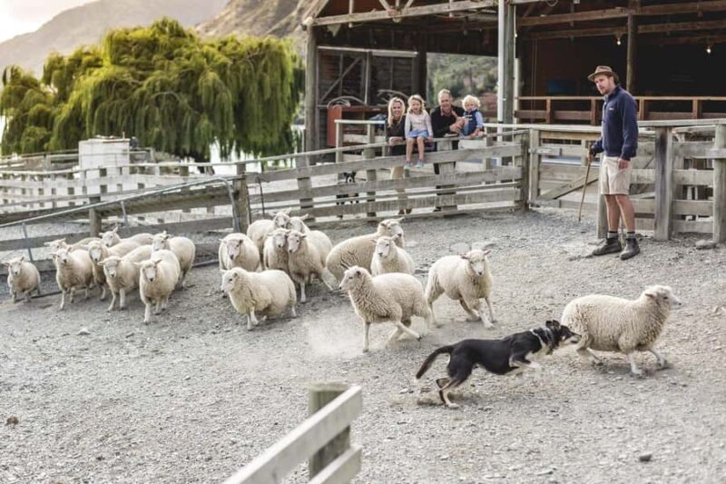 Queenstown: Walter Peak Farm Tour and Lake Cruise - Summing Up: Who Will Enjoy This Tour?