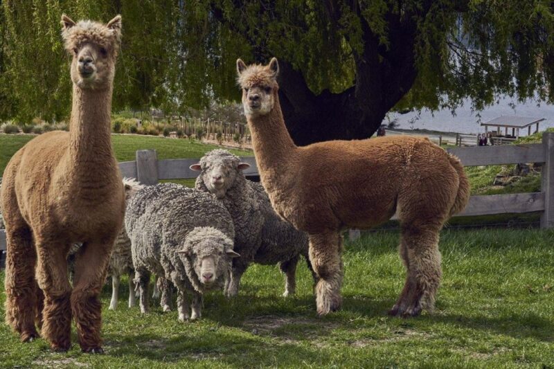 Queenstown: Walter Peak Garden to Table Experience - The Return Cruise and Final Impressions