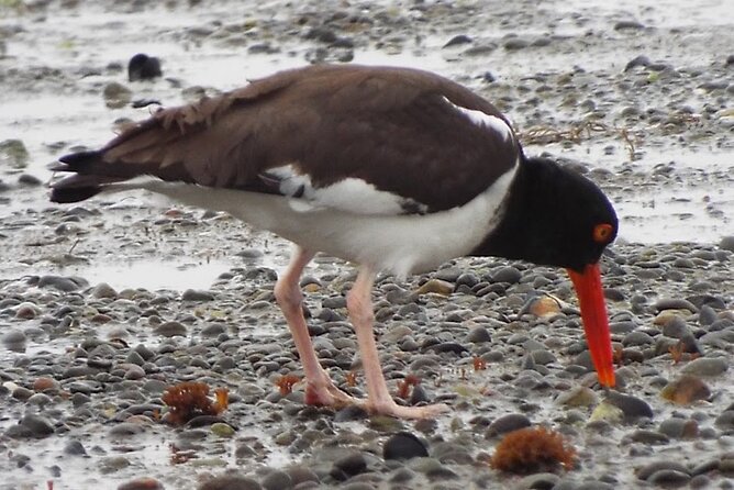 Quenuir / Maullin Bird Watching - Pickup Information