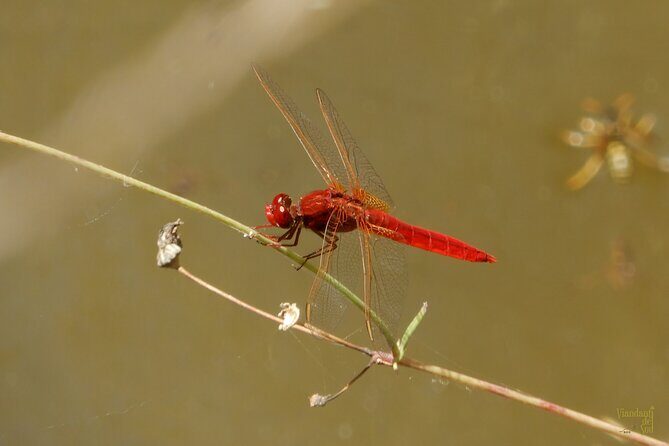 Querceti di Quasano: excursion in the Alta Murgia National Park - Exploring Querceti di Quasano: A Guided Walk in Alta Murgia National Park