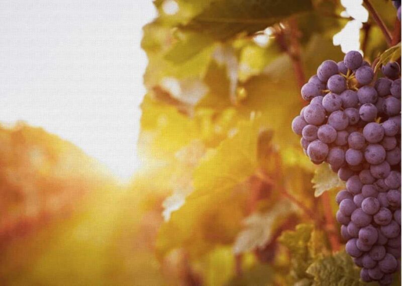 Querétaro: Cheese and Wine Tasting Tour - Key Points