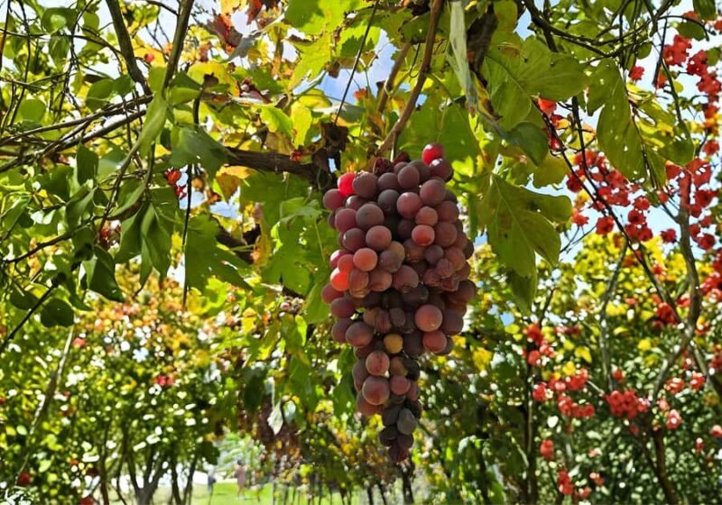 Queretaro: Cheese & Wine Tour (English) - An In-Depth Look at the Tour