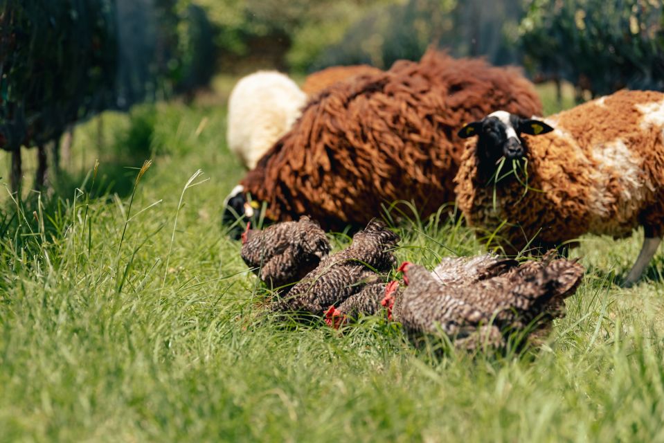 Queretaro: Rancho Santa Marina Farm Tour in English - Frequently Asked Questions